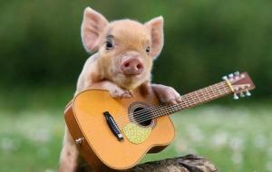 Pig-playing-the-guitar